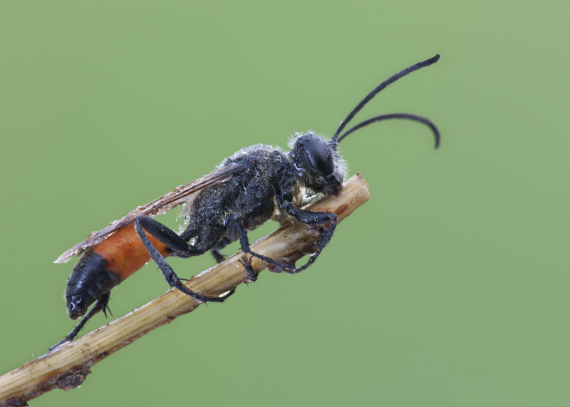 Sphecidae: probabile Sphex sp.